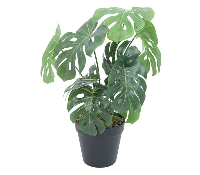 planta decorativa mini monstera 35 cm - Muebles America Tienda en Linea